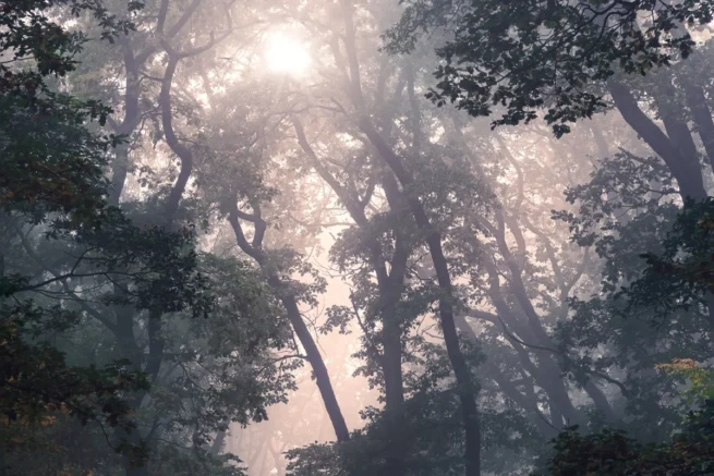 Nature’s Mystery Feature